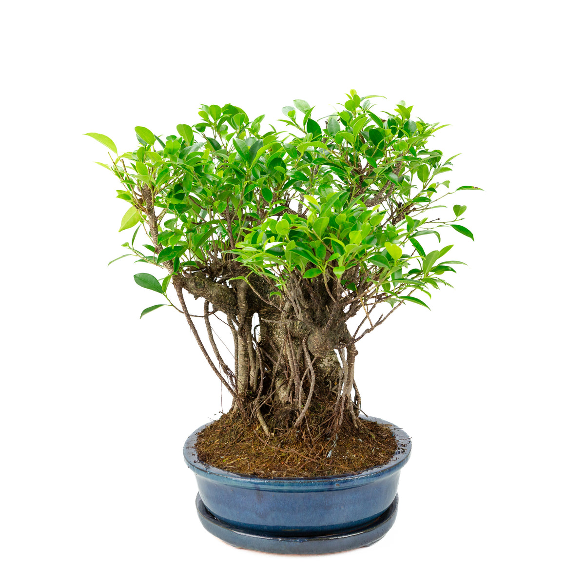 Bonsai Ficus retusa in vaso ovale blu, altezza ~47cm