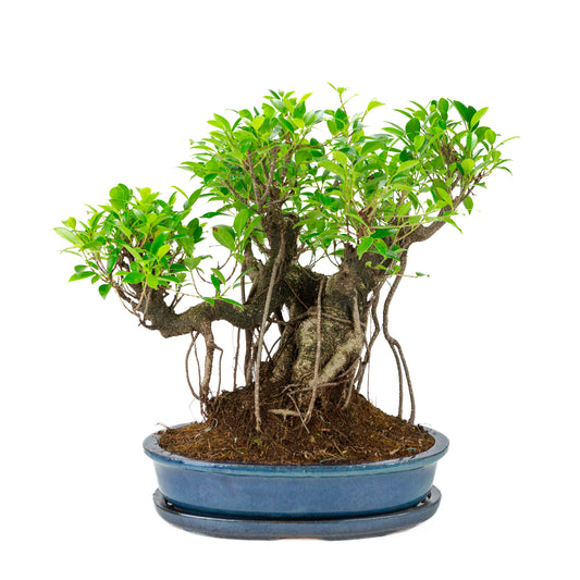 Bonsai Ficus retusa in vaso ovale blu, altezza ~47cm