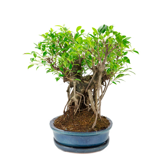 Bonsai Ficus retusa in vaso ovale blu, altezza ~47cm