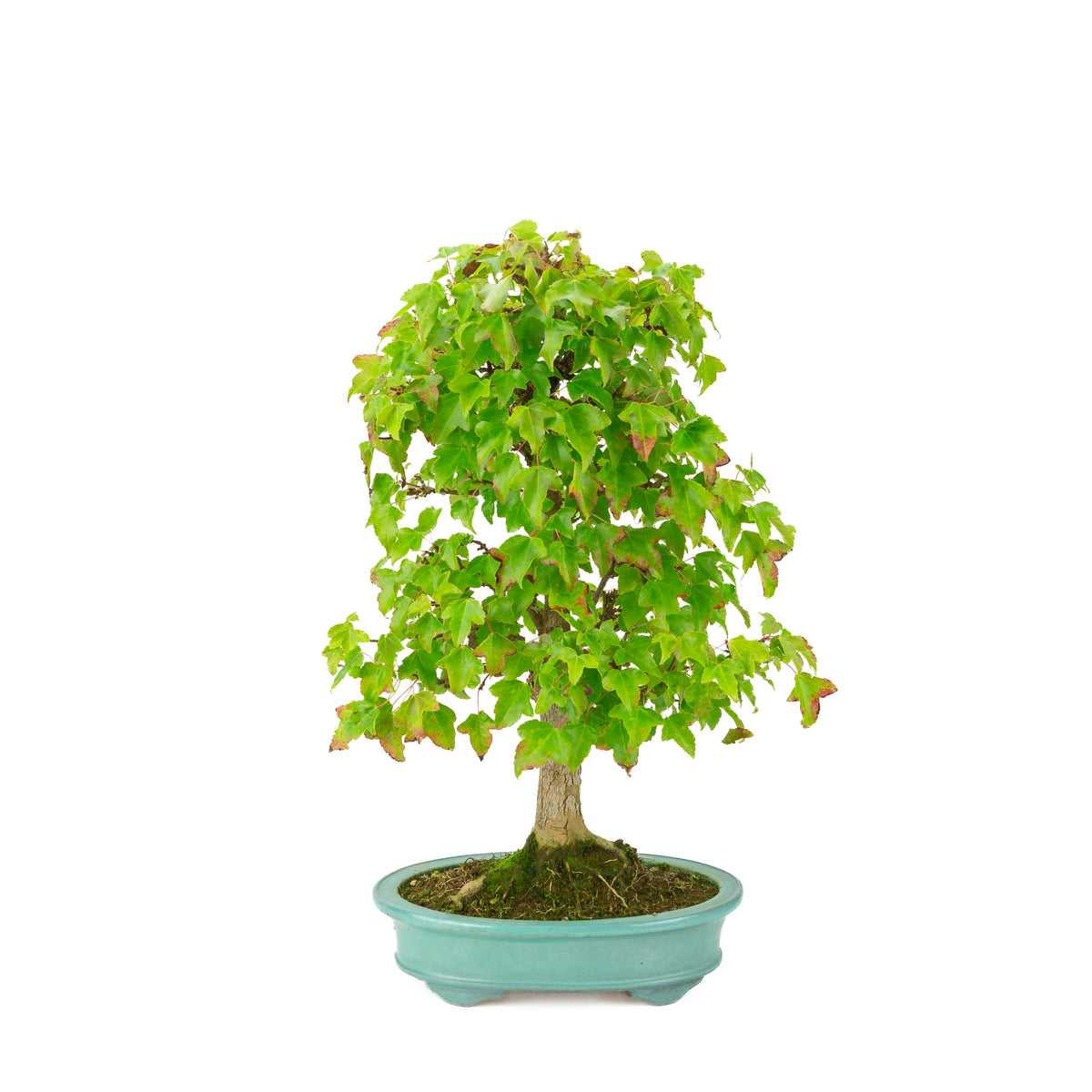 Acer buergerianum (Acero tridente) vaso ovale verde, altezza ~40 cm