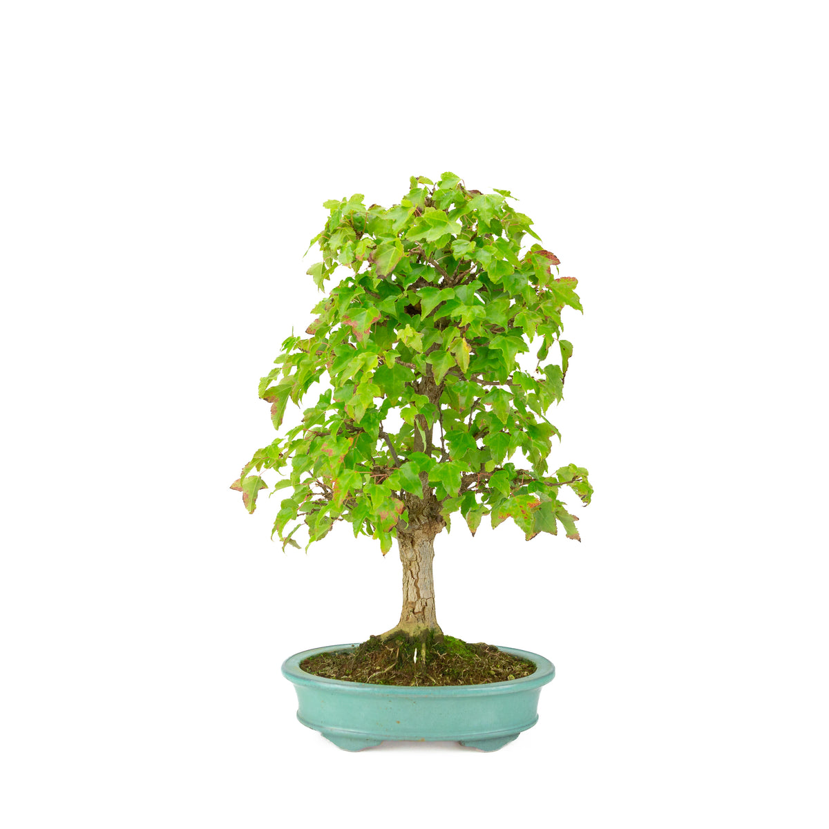 Acer buergerianum (Acero tridente) vaso ovale verde, altezza ~40 cm