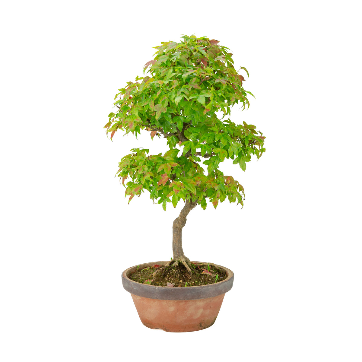 Acer buergerianum (Acero tridente) vaso in terracotta, altezza ~46 cm