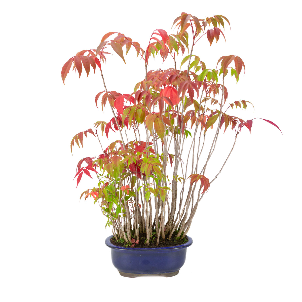 Rhus succedanea (albero di cera giapponese) vaso ovale blu, altezza ~47cm