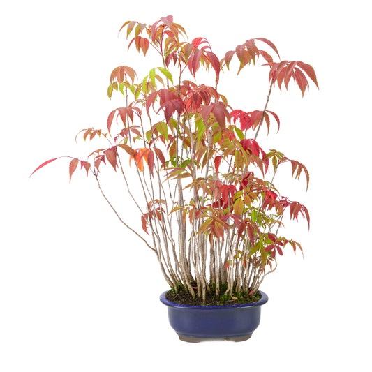 Rhus succedanea (albero di cera giapponese) vaso ovale blu, altezza ~47cm