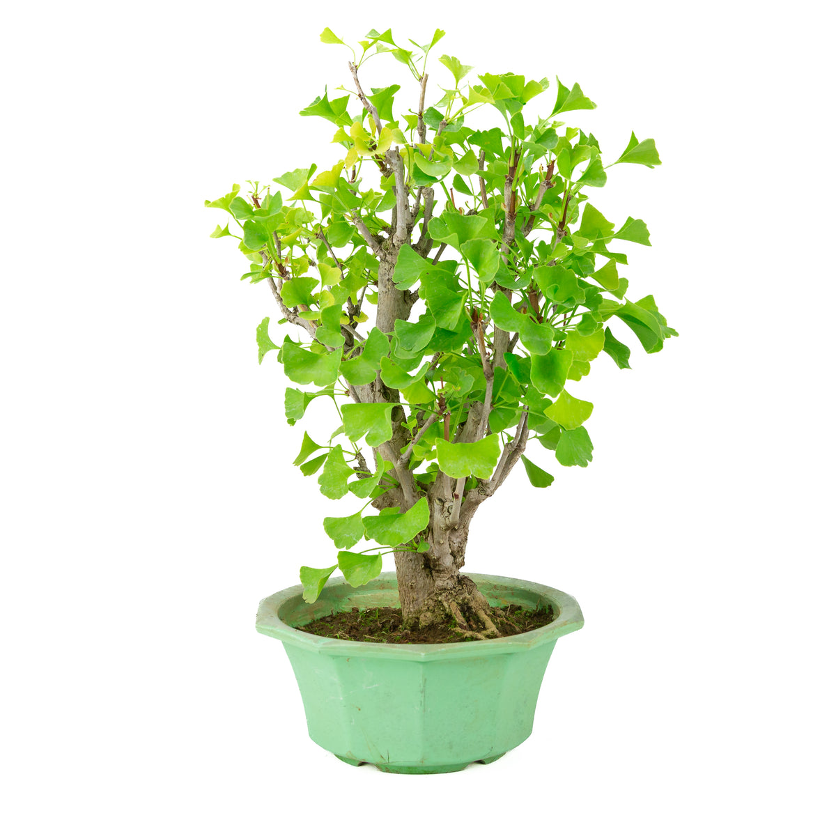 Ginkgo biloba (albero dei ventagli) in vaso di plastica verde, altezza ~50 cm