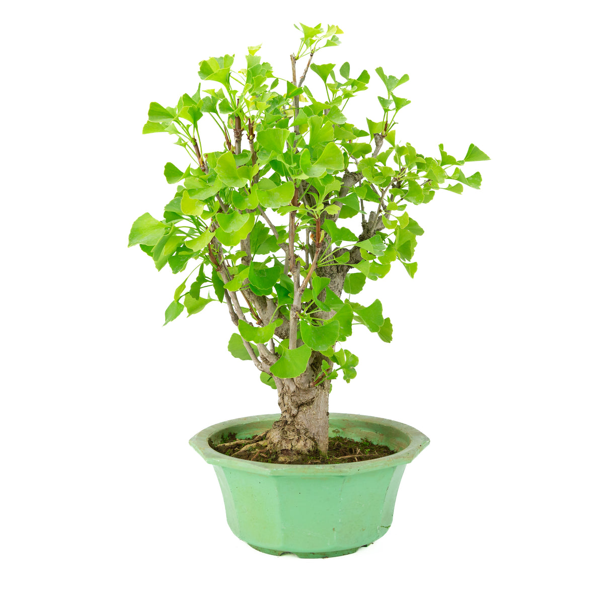 Ginkgo biloba (albero dei ventagli) in vaso di plastica verde, altezza ~50 cm
