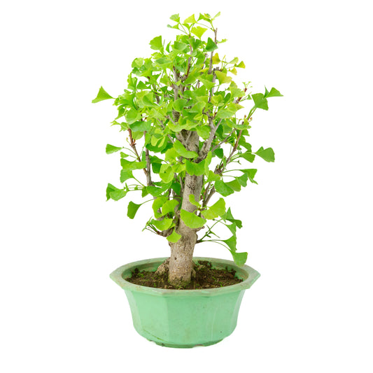 Ginkgo biloba (albero dei ventagli) in vaso di plastica verde, altezza ~50 cm