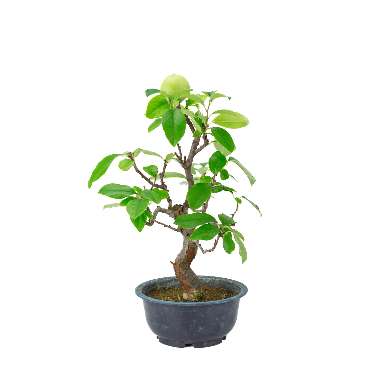 Chaenomeles sinensis (cotogno cinese) vaso in plastica blu, altezza ~39 cm