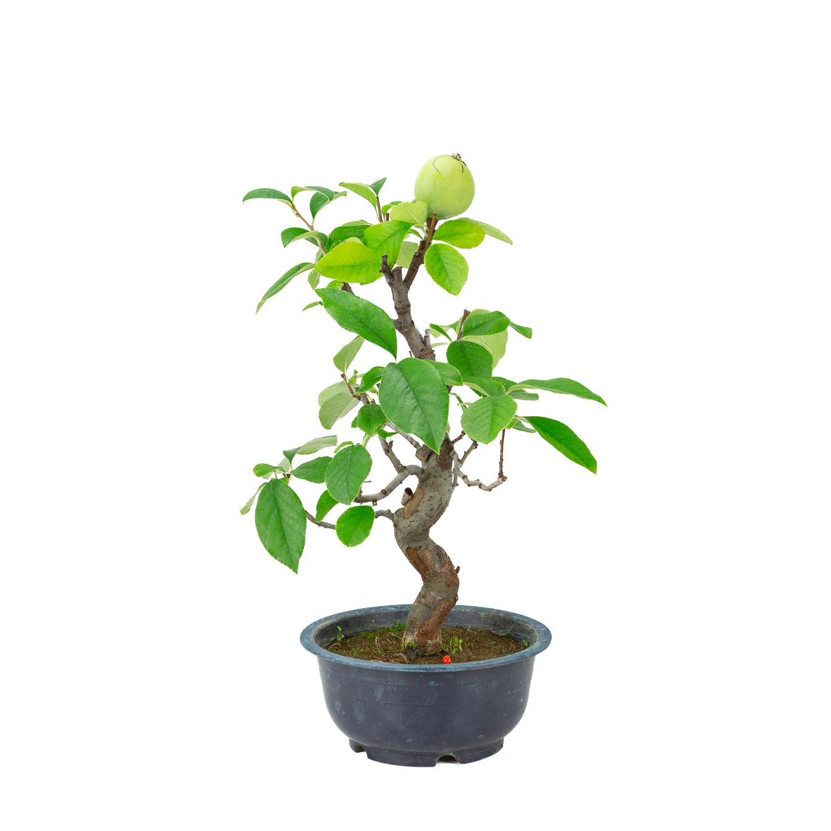 Chaenomeles sinensis (cotogno cinese) vaso in plastica blu, altezza ~39 cm