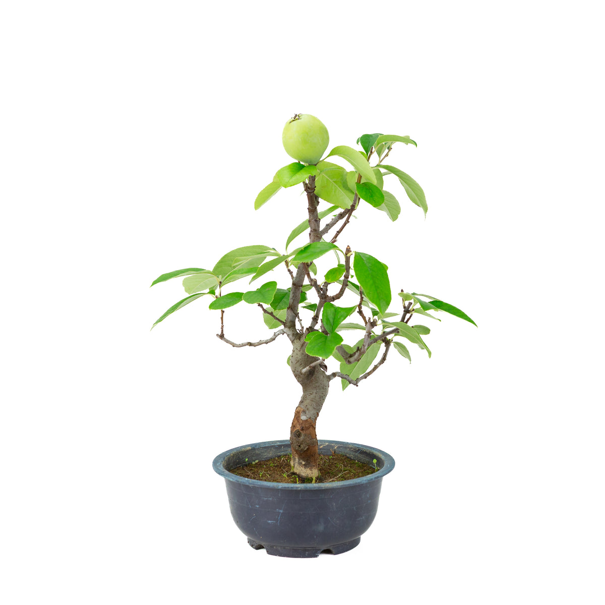 Chaenomeles sinensis (cotogno cinese) vaso in plastica blu, altezza ~39 cm