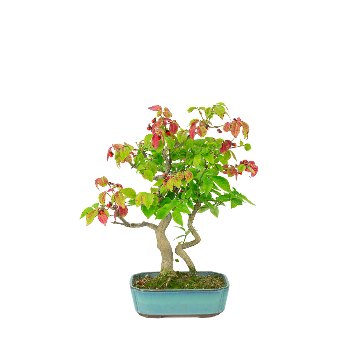 Euonymus alatus (Evonimo alato) vaso rettangolare blu, altezza ~34cm