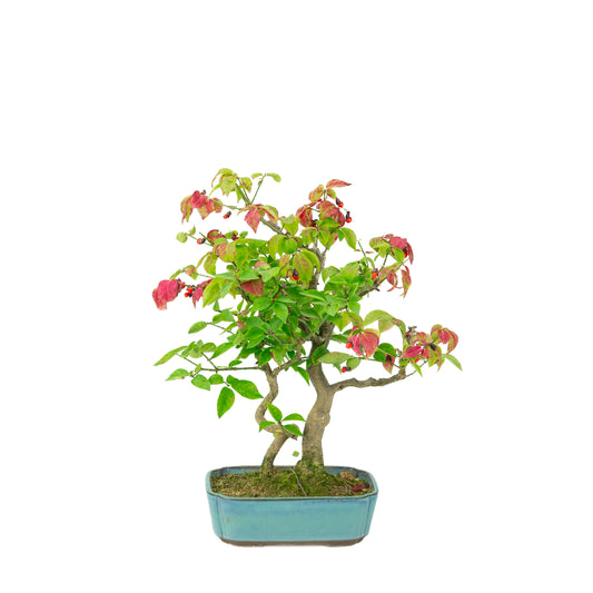 Euonymus alatus (Evonimo alato) vaso rettangolare blu, altezza ~34cm