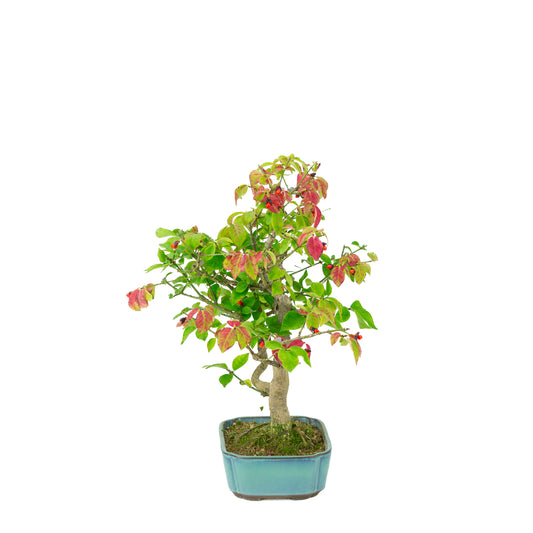 Euonymus alatus (Evonimo alato) vaso rettangolare blu, altezza ~34cm