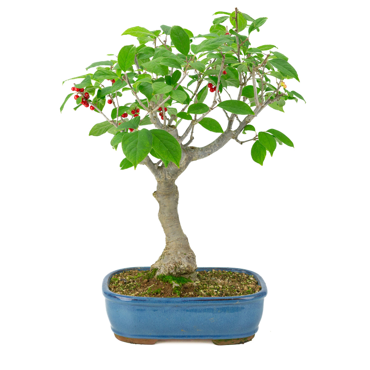 Ilex serrata vaso rettangolare blu, altezza ~50cm