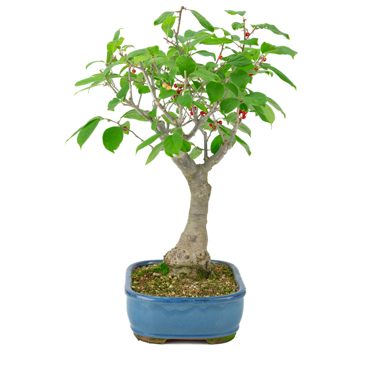 Ilex serrata vaso rettangolare blu, altezza ~50cm