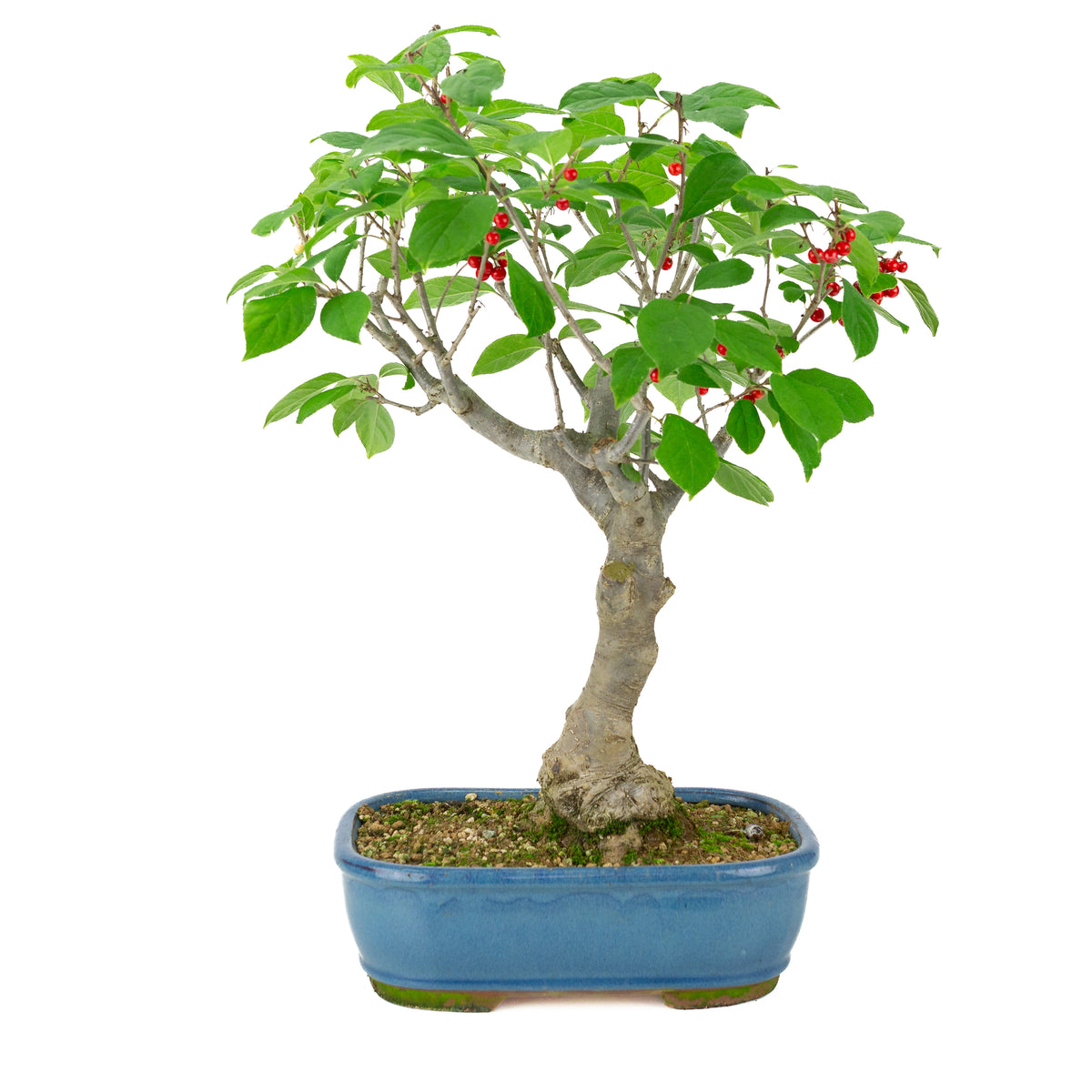 Ilex serrata vaso rettangolare blu, altezza ~50cm