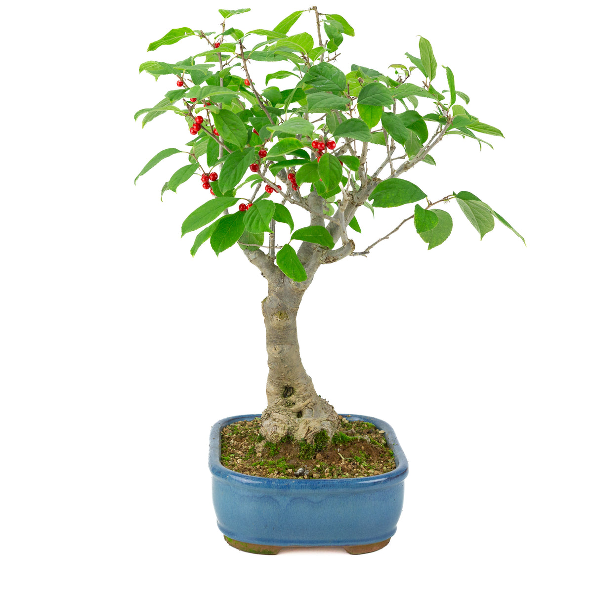 Ilex serrata vaso rettangolare blu, altezza ~50cm