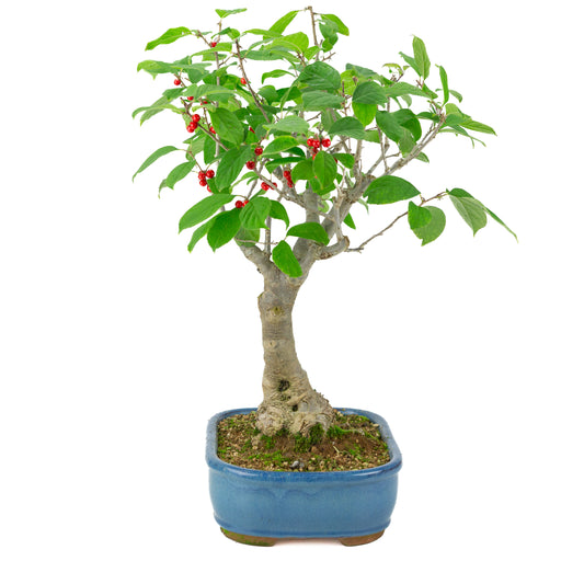 Ilex serrata vaso rettangolare blu, altezza ~50cm