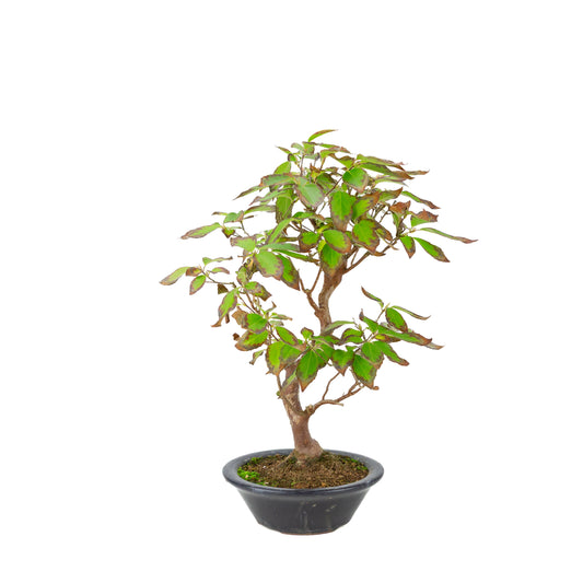 Stewartia monodelpha (Camelia ad albero) vaso tondo blu scuro, altezza ~37cm