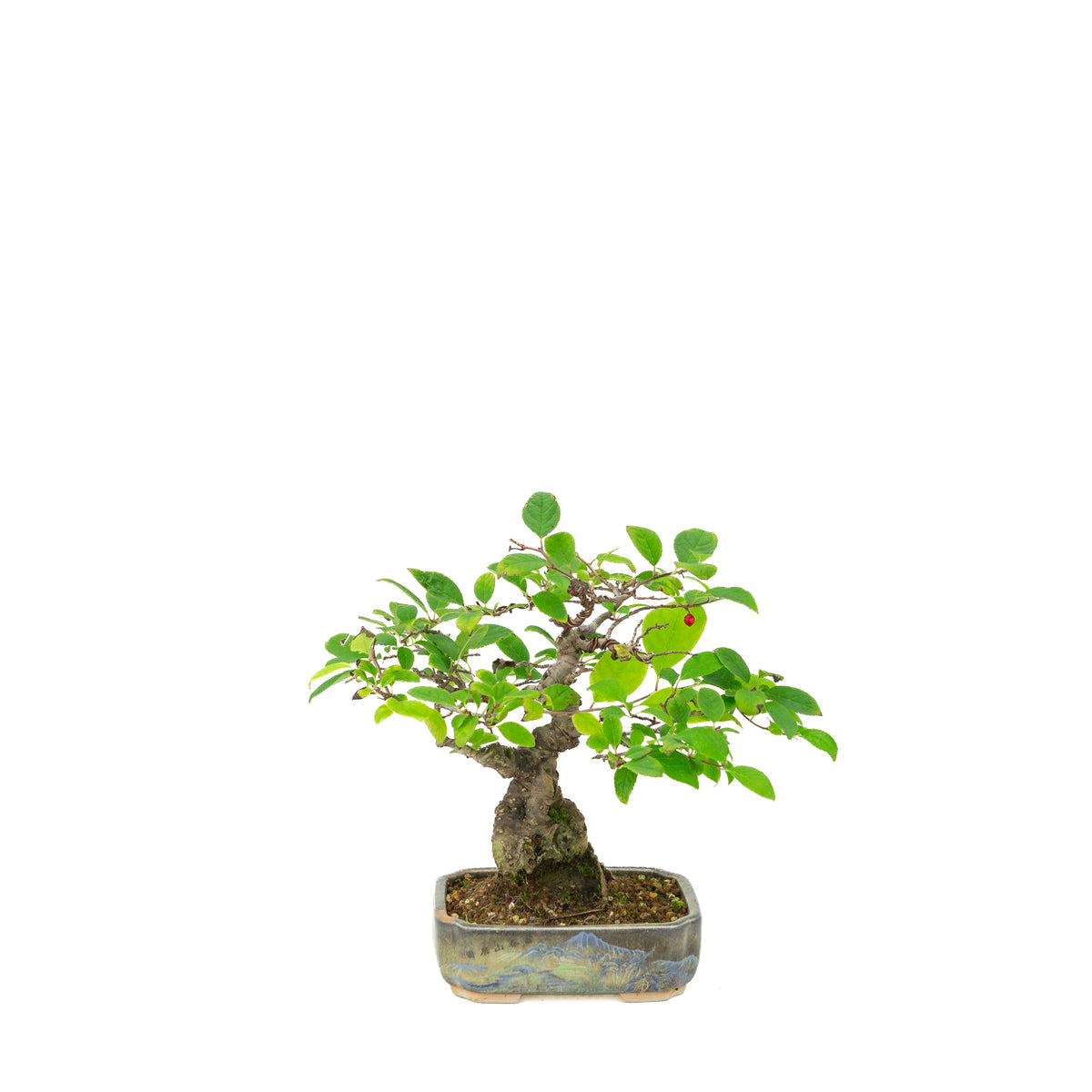 Ilex serrata in vaso dipinto, altezza ~25cm