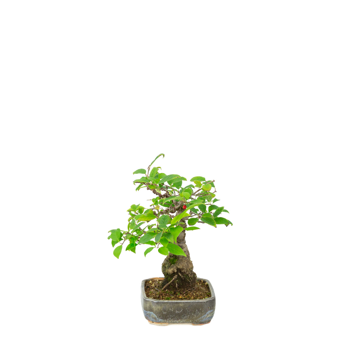 Ilex serrata in vaso dipinto, altezza ~25cm