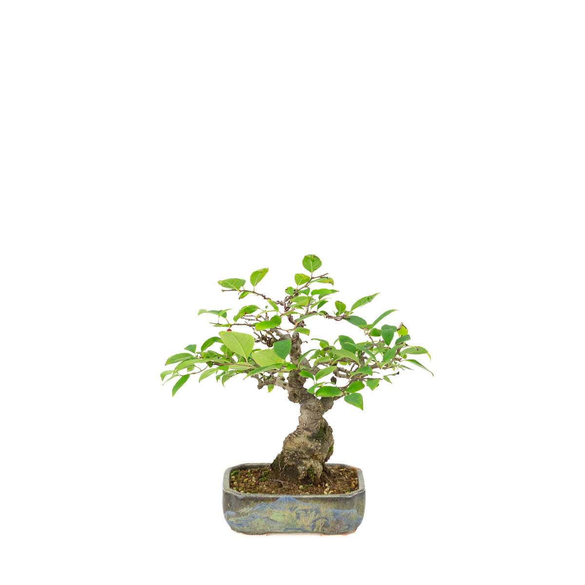Ilex serrata in vaso dipinto, altezza ~25cm