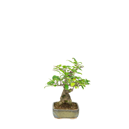 Ilex serrata in vaso dipinto, altezza ~25cm
