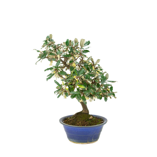 Elaeagnus pungens (Olivagno spinoso) in vaso rotondo blu, altezza ~38cm