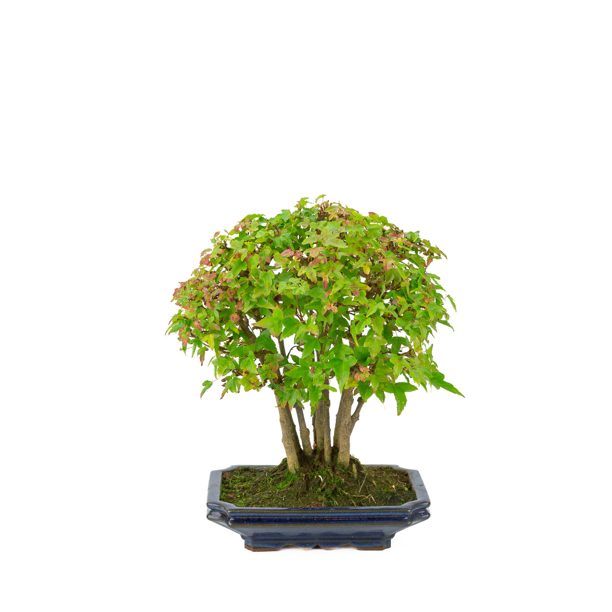 Acer buergerianum (Acero tridente) vaso rettangolare blu, altezza ~32 cm