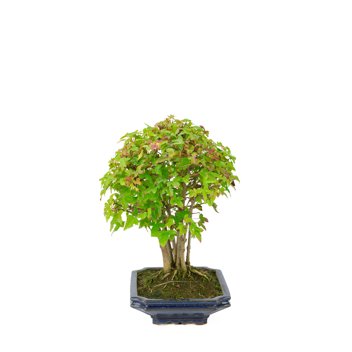 Acer buergerianum (Acero tridente) vaso rettangolare blu, altezza ~32 cm