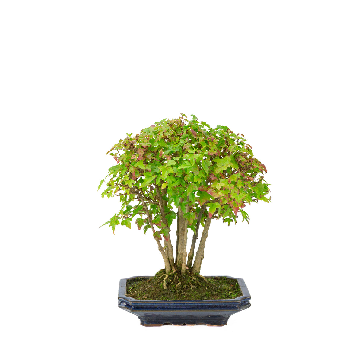 Acer buergerianum (Acero tridente) vaso rettangolare blu, altezza ~32 cm