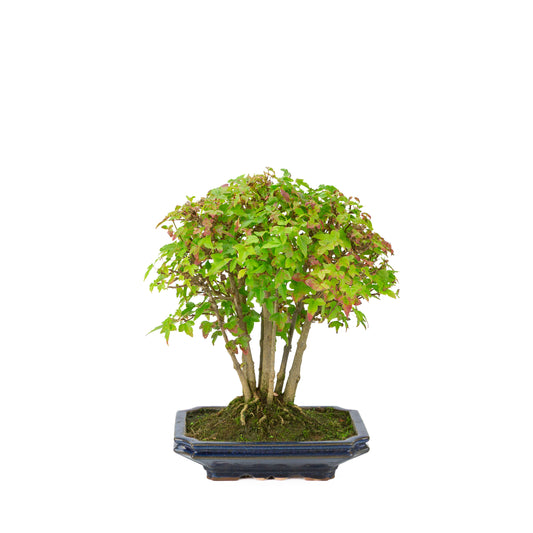 Acer buergerianum (Acero tridente) vaso rettangolare blu, altezza ~32 cm