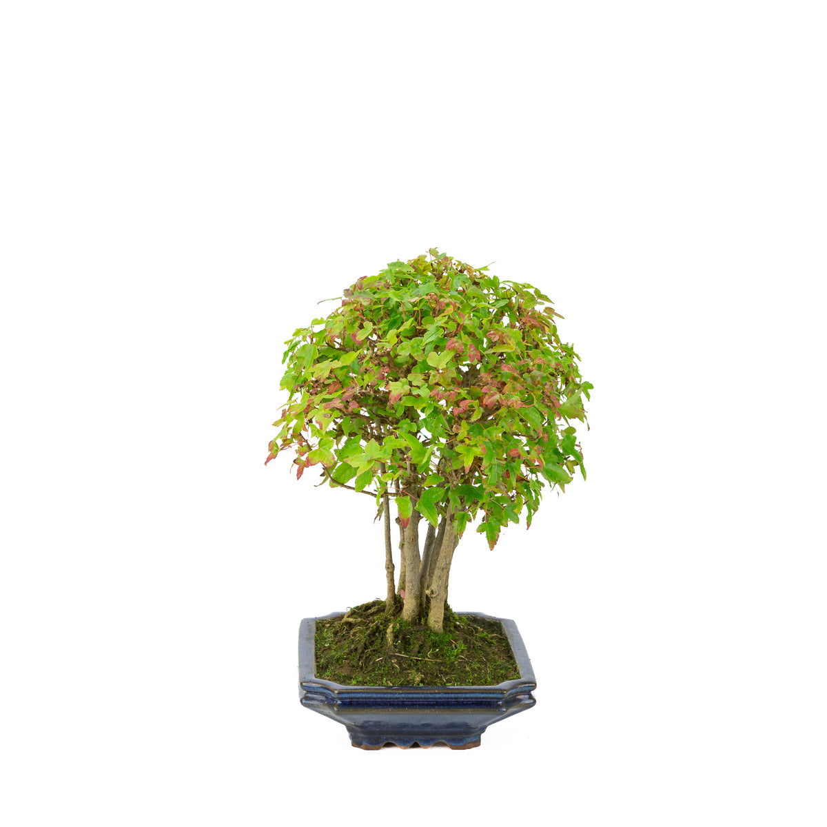 Acer buergerianum (Acero tridente) vaso rettangolare blu, altezza ~32 cm