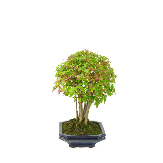 Acer buergerianum (Acero tridente) vaso rettangolare blu, altezza ~32 cm