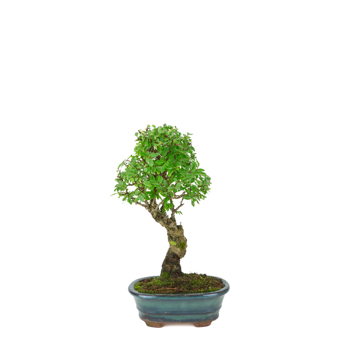 Zelkova nire (Olmo giapponese) in vaso ovale verde, altezza ~31cm