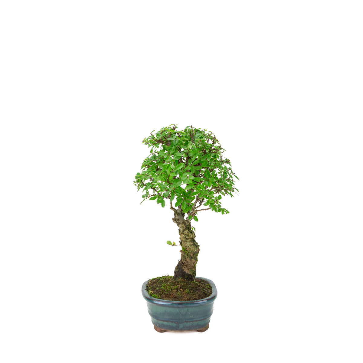 Zelkova nire (Olmo giapponese) in vaso ovale verde, altezza ~31cm