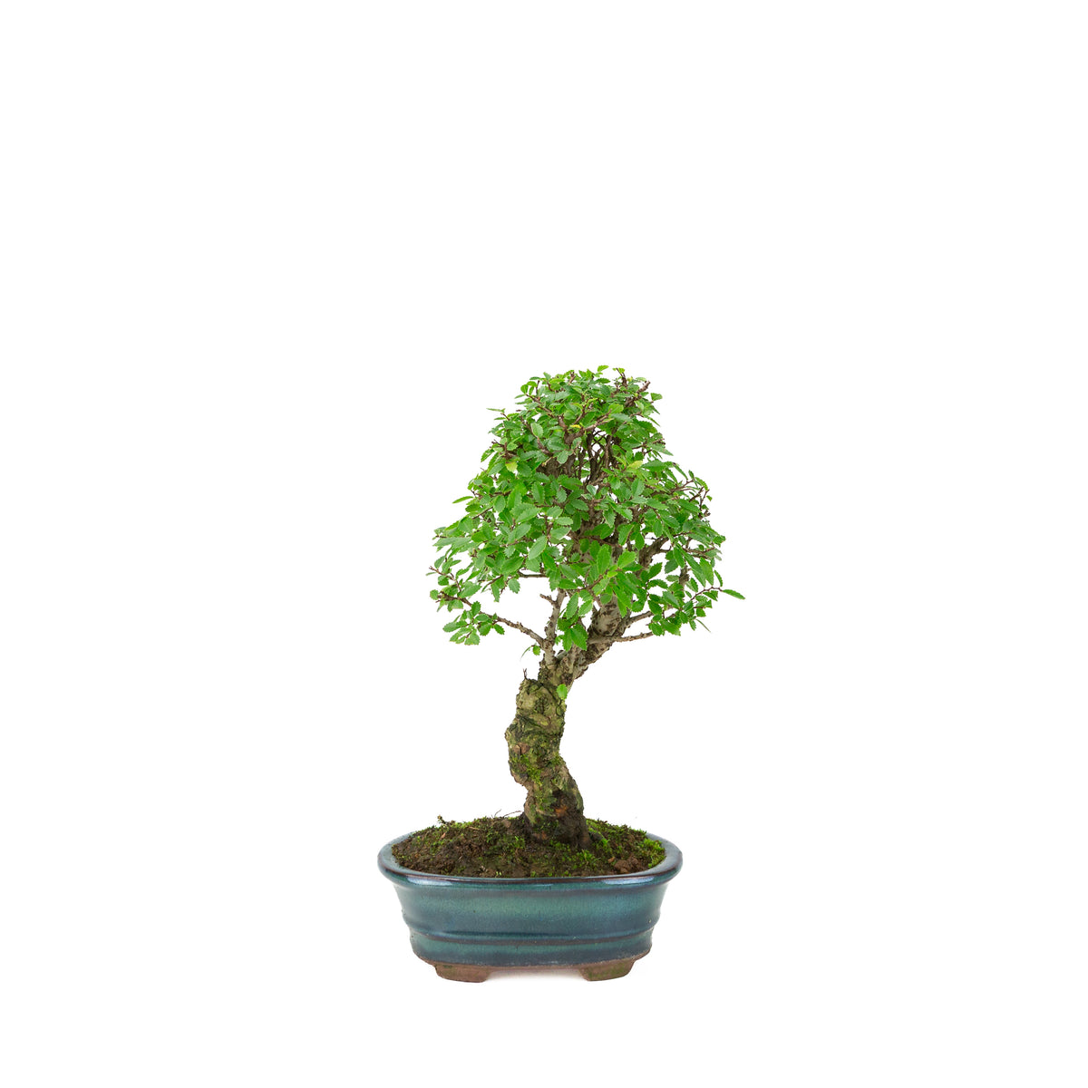 Zelkova nire (Olmo giapponese) in vaso ovale verde, altezza ~31cm