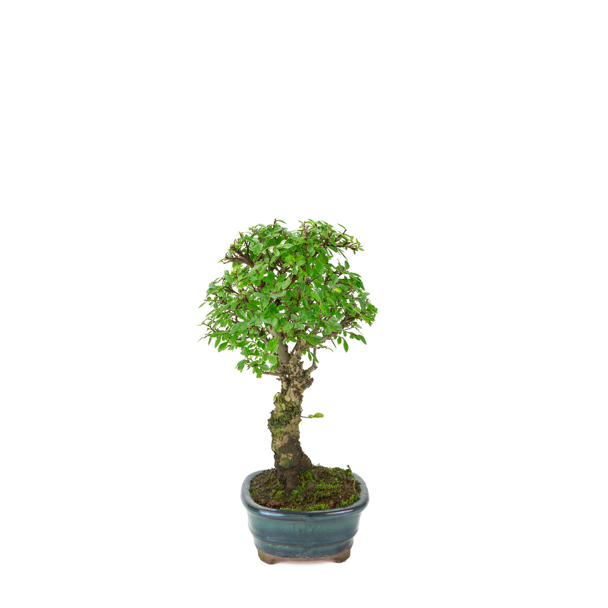 Zelkova nire (Olmo giapponese) in vaso ovale verde, altezza ~31cm