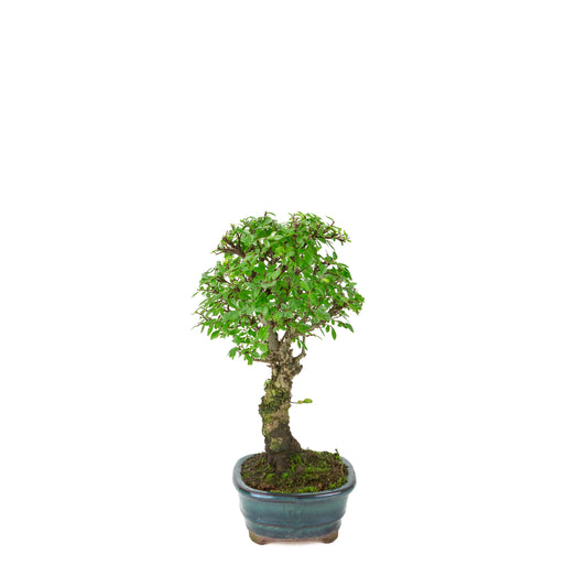 Zelkova nire (Olmo giapponese) in vaso ovale verde, altezza ~31cm