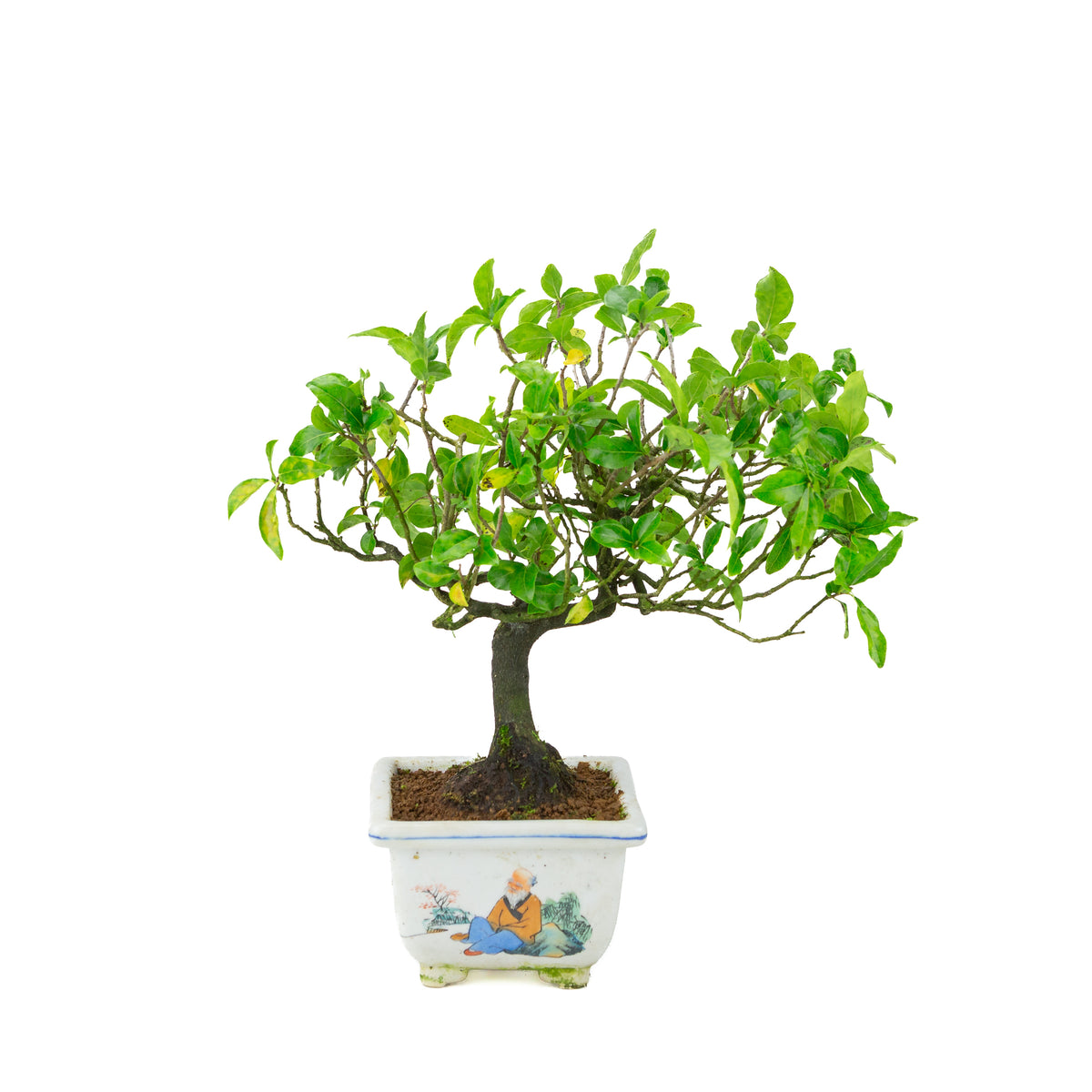 Diospyros kaki (cachi), vaso quadrato dipinto, altezza ~37 cm