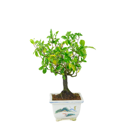 Diospyros kaki (cachi), vaso quadrato dipinto, altezza ~37 cm