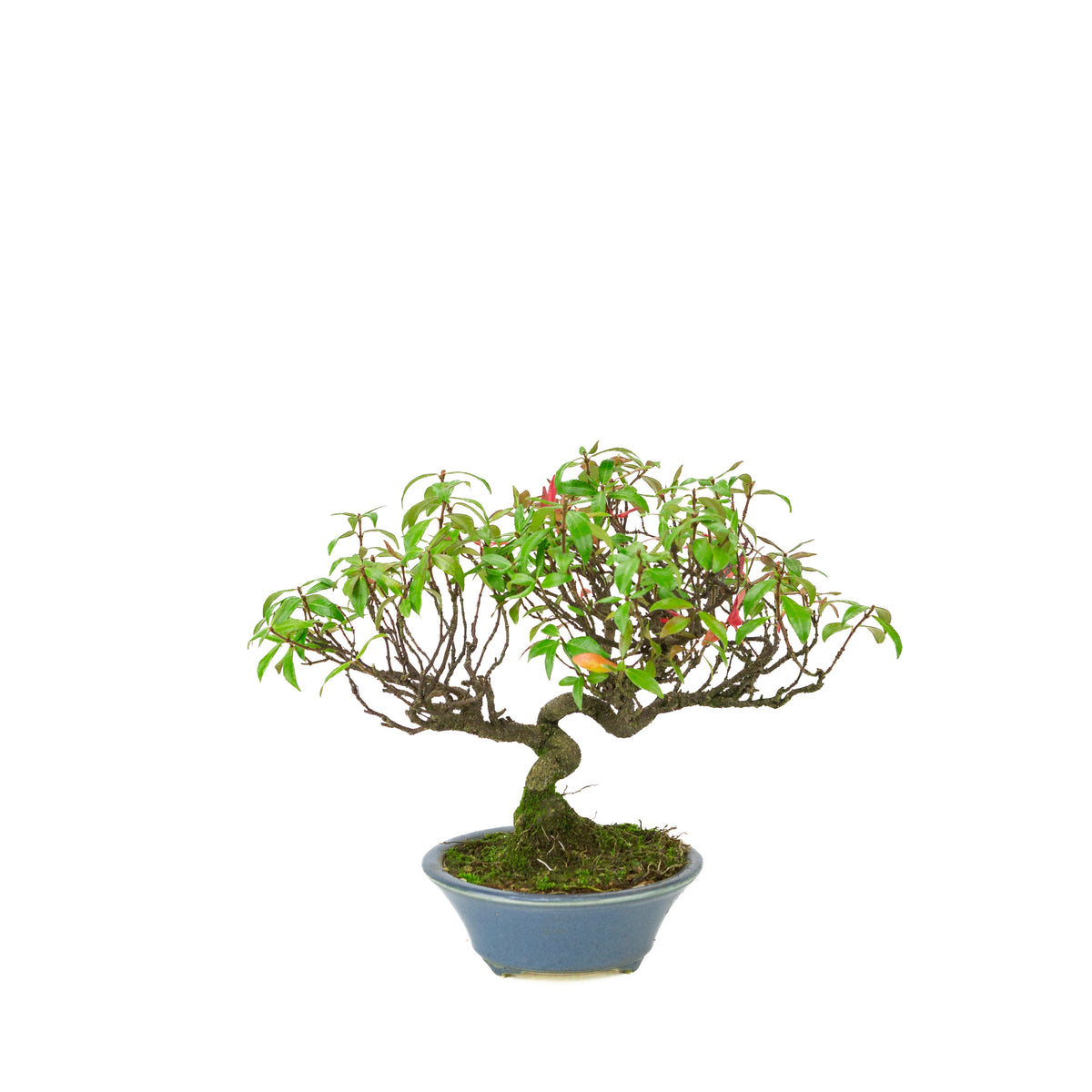 Trachelospermum jasminoides (falso gelsomino) in vaso rotondo azzurro, altezza ~27cm