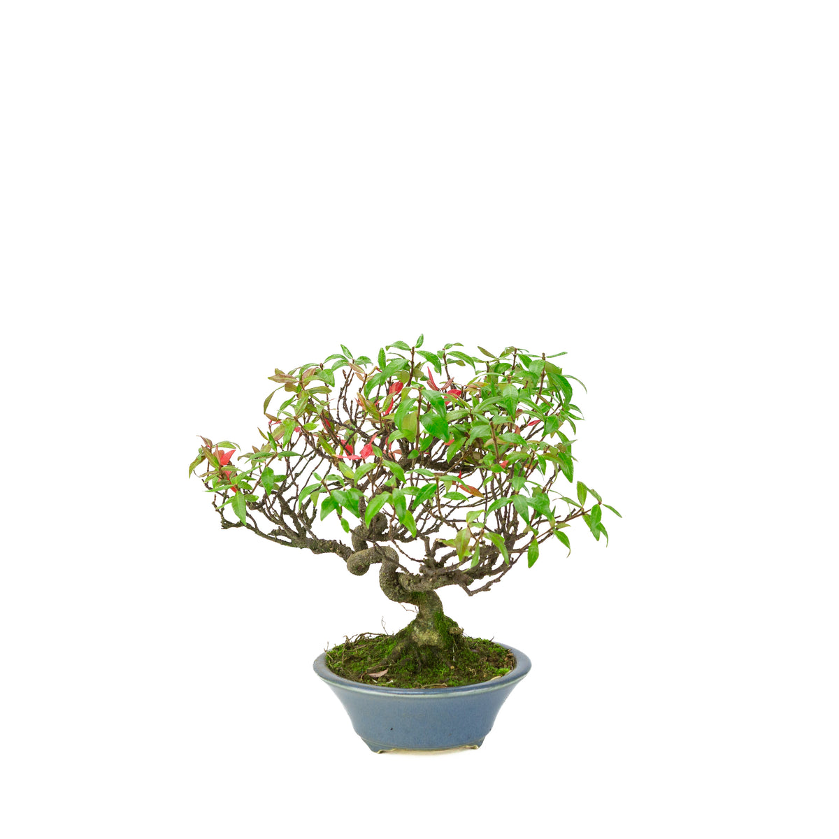 Trachelospermum jasminoides (falso gelsomino) in vaso rotondo azzurro, altezza ~27cm