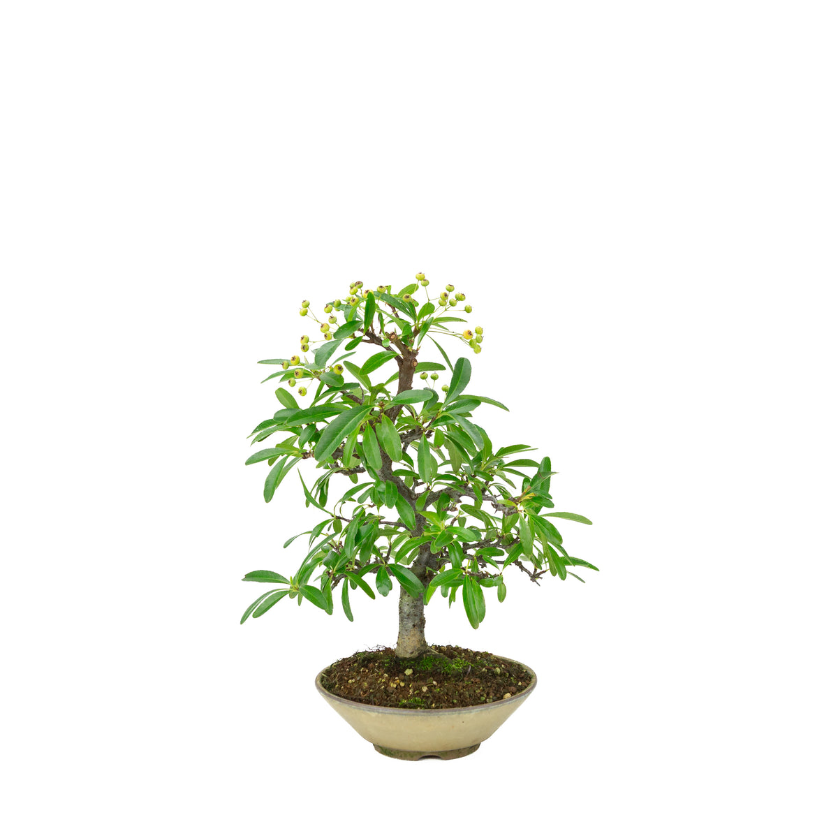 Pyracantha angustifolia (Agazzino) vaso rotondo beige, altezza ~32cm