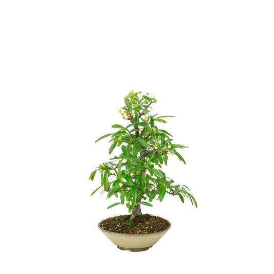 Pyracantha angustifolia (Agazzino) vaso rotondo beige, altezza ~32cm