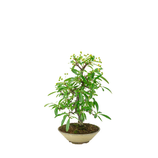 Pyracantha angustifolia (Agazzino) vaso rotondo beige, altezza ~32cm