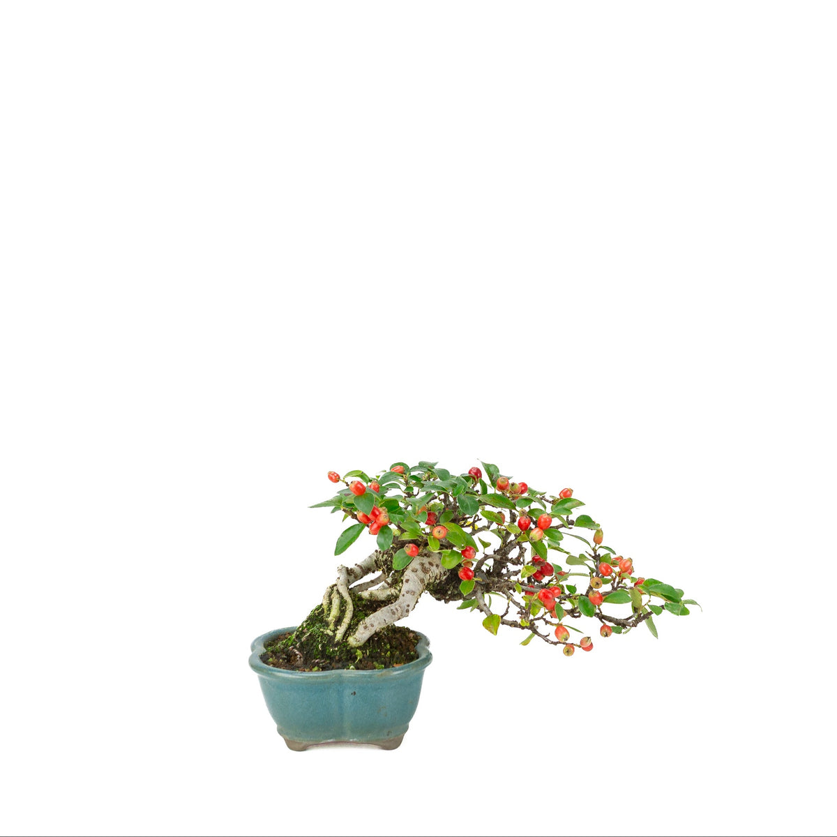Cotoneaster horizontalis (cotognastro), vaso loto blu, altezza ~15 cm