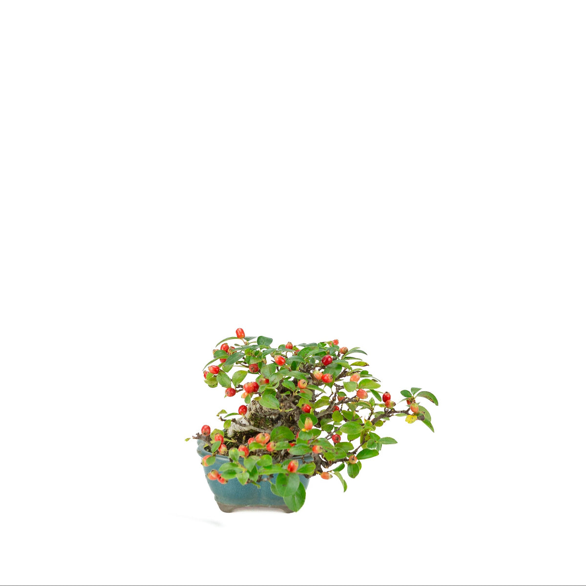 Cotoneaster horizontalis (cotognastro), vaso loto blu, altezza ~15 cm