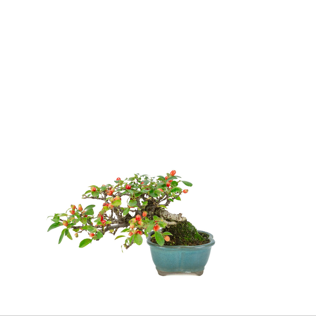 Cotoneaster horizontalis (cotognastro), vaso loto blu, altezza ~15 cm