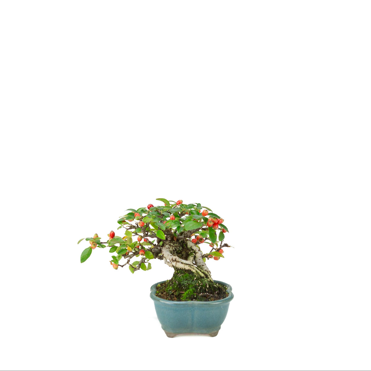 Cotoneaster horizontalis (cotognastro), vaso loto blu, altezza ~15 cm